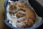 raszuivere maincoonkittenpoesje